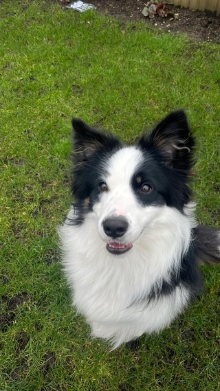 Miles Sitting Pretty